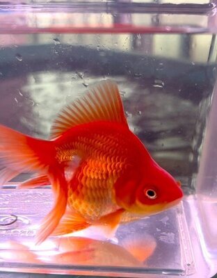 「金魚の部屋」